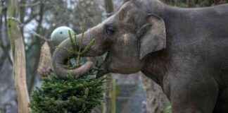 Feeding Unsold Christmas Trees to Elephants at Berlin Zoo feeding-unsold-christmas-trees-to-elephants-at-berlin-zoo