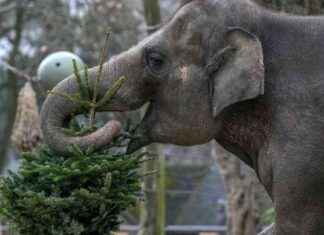Feeding Unsold Christmas Trees to Elephants at Berlin Zoo feeding-unsold-christmas-trees-to-elephants-at-berlin-zoo