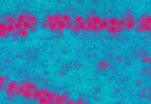 Mosquitoes Carrying Deadly Virus Found in Outback – Stay Alert! mosquitoes-carrying-deadly-virus-found-in-outback-stay-alert