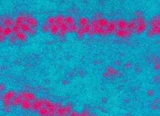 Mosquitoes Carrying Deadly Virus Found in Outback – Stay Alert! mosquitoes-carrying-deadly-virus-found-in-outback-stay-alert