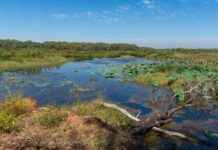 Plane crash into croc-infested dam: Pilot killed, passenger safe plane-crash-into-croc-infested-dam-pilot-killed-passenger-safe
