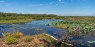 Plane crash into croc-infested dam: Pilot killed, passenger safe plane-crash-into-croc-infested-dam-pilot-killed-passenger-safe