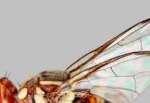 Report Oriental Fruit Fly Sightings to Protect Biosecurity report-oriental-fruit-fly-sightings-to-protect-biosecurity