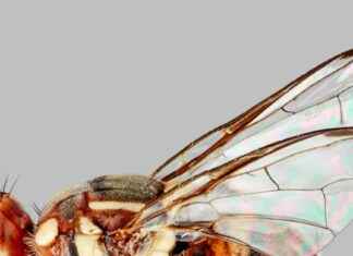 Report Oriental Fruit Fly Sightings to Protect Biosecurity report-oriental-fruit-fly-sightings-to-protect-biosecurity