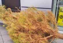 Responsible Christmas Tree Recycling: Tips and Guidelines responsible-christmas-tree-recycling-tips-and-guidelines