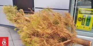 Responsible Christmas Tree Recycling: Tips and Guidelines responsible-christmas-tree-recycling-tips-and-guidelines