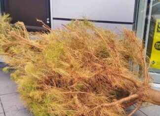 Responsible Christmas Tree Recycling: Tips and Guidelines responsible-christmas-tree-recycling-tips-and-guidelines