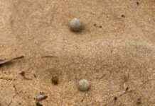 Sydney Beaches Closed Due to Ball Debris: Latest Updates and Closures sydney-beaches-closed-due-to-ball-debris-latest-updates-and-closures