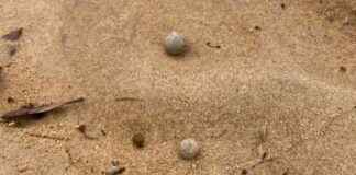 Sydney Beaches Closed Due to Ball Debris: Latest Updates and Closures sydney-beaches-closed-due-to-ball-debris-latest-updates-and-closures