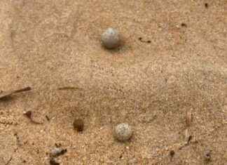 Sydney Beaches Closed Due to Ball Debris: Latest Updates and Closures sydney-beaches-closed-due-to-ball-debris-latest-updates-and-closures