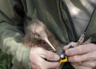 Tragic Incident: Kiwi Found Dead in Wellington Hills Water Trough tragic-ncident-kiwi-found-dead-in-wellington-hills-water-trough