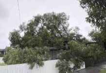 Tree Crashes into Melbourne Home: Council Deemed It Safe tree-crashes-into-melbourne-home-council-deemed-t-safe