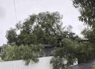 Tree Crashes into Melbourne Home: Council Deemed It Safe tree-crashes-into-melbourne-home-council-deemed-t-safe