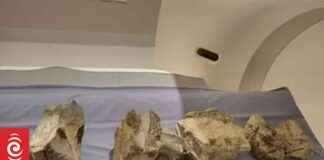 Uncovering the Secrets of New Zealand’s Extinct Dolphin-Like Reptiles uncovering-the-secrets-of-new-zealands-extinct-dolphin-like-reptiles