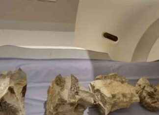 Uncovering the Secrets of New Zealand’s Extinct Dolphin-Like Reptiles uncovering-the-secrets-of-new-zealands-extinct-dolphin-like-reptiles