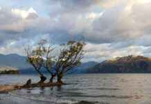 Youth Brawl in Wānaka Park: Causes and Solutions youth-brawl-in-wnaka-park-causes-and-solutions
