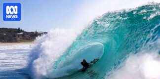 Legendary King Returns from Retirement Ready to Conquer Pipeline legendary-king-returns-from-retirement-ready-to-conquer-pipeline