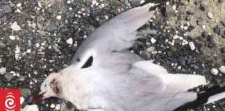 Protecting Threatened Gulls: Managing Stray Cat Predation in Kaikōura protecting-threatened-gulls-managing-stray-cat-predation-in-kaikura