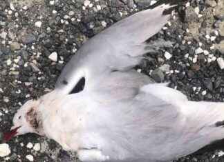 Protecting Threatened Gulls: Managing Stray Cat Predation in Kaikōura protecting-threatened-gulls-managing-stray-cat-predation-in-kaikura