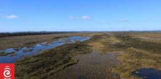 Recovering Illegally Drained Kaimaumau Wetland: 10-Year Restoration Effort recovering-llegally-drained-kaimaumau-wetland-10-year-restoration-effort