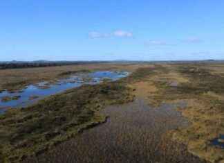 Recovering Illegally Drained Kaimaumau Wetland: 10-Year Restoration Effort recovering-llegally-drained-kaimaumau-wetland-10-year-restoration-effort