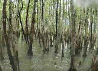 Remains Found in Croc in Queensland Search for Missing Man remains-found-in-croc-in-queensland-search-for-missing-man