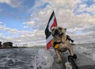 Surfing Dog Bosco Supports Te ao Māori surfing-dog-bosco-supports-te-ao-mori