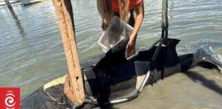 Surprising 300kg Dolphin Leaps into Fishermen’s Boat surprising-300kg-dolphin-leaps-into-fishermens-boat