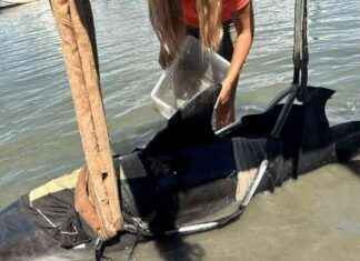 Surprising 300kg Dolphin Leaps into Fishermen’s Boat surprising-300kg-dolphin-leaps-into-fishermens-boat