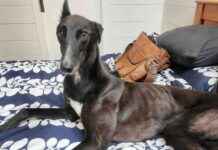 Challenges in Greyhound Adoption Terms and Conditions challenges-in-greyhound-adoption-terms-and-conditions