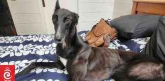 Challenges in Greyhound Adoption Terms and Conditions challenges-in-greyhound-adoption-terms-and-conditions