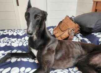 Challenges in Greyhound Adoption Terms and Conditions challenges-in-greyhound-adoption-terms-and-conditions