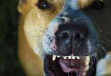 Farmer Advocates Reclassifying Wild Dogs as Pests farmer-advocates-reclassifying-wild-dogs-as-pests