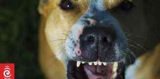 Farmer Advocates Reclassifying Wild Dogs as Pests farmer-advocates-reclassifying-wild-dogs-as-pests