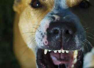 Farmer Advocates Reclassifying Wild Dogs as Pests farmer-advocates-reclassifying-wild-dogs-as-pests