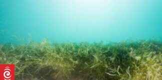 Managing the Spread of Caulerpa in Bay of Islands managing-the-spread-of-caulerpa-in-bay-of-slands