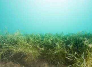 Managing the Spread of Caulerpa in Bay of Islands managing-the-spread-of-caulerpa-in-bay-of-slands