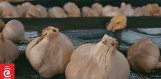 The Cost of New Zealand Garlic: Explained the-cost-of-new-zealand-garlic-explained
