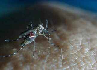 Rising Pacific Dengue Cases: Health Expert Advises Against Canceling Holiday rising-pacific-dengue-cases-health-expert-advises-against-canceling-holiday