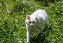 Toxoplasmosis: Vision Loss in 10,000 New Zealanders toxoplasmosis-vision-loss-in-10000-new-zealanders