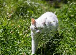 Toxoplasmosis: Vision Loss in 10,000 New Zealanders toxoplasmosis-vision-loss-in-10000-new-zealanders